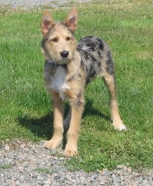 Nova Scotia Animals